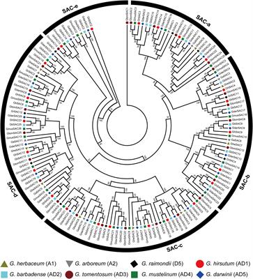 Genomic identification of cotton SAC genes branded ovule and stress-related key genes in Gossypium hirsutum